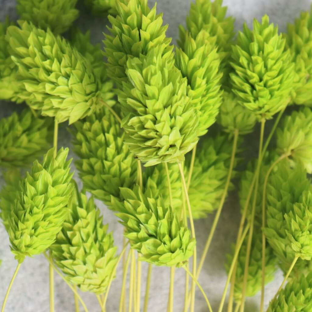 Sušený Phalaris Chrastice v zelené barvě – přírodní dekorativní tráva pro aranžmá a výzdobu